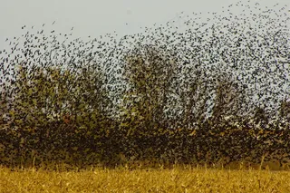 鸟，群，黑鸟，鸟飞，飞行，翼