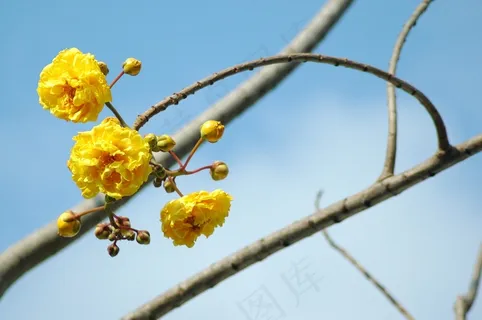 花,树,自然,枝杈,户外,黄色,开花 花,树,自然,枝杈,户外,黄色,开花
