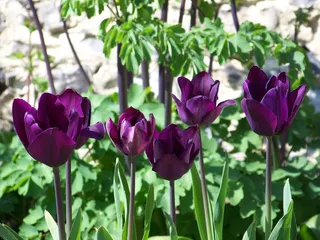 郁金香，紫色，花园，春天，性质，开花，花