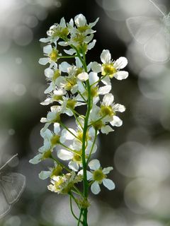 黑樱桃，开花，厂，散景，白
