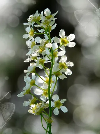 黑樱桃，开花，厂，散景，白