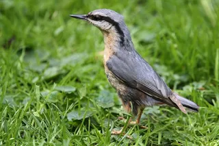 克莱伯，年轻，鸟，花园，觅食
