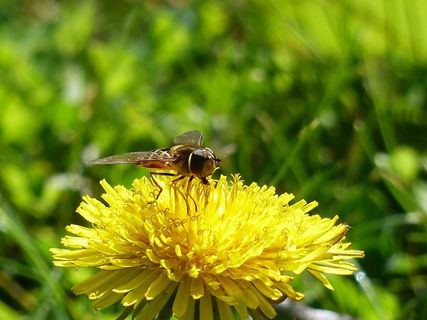 花蝇，Hoverfly，Syrphid飞，Syrphus飞