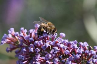 蜜蜂，开花，花，关闭，昆虫，宏