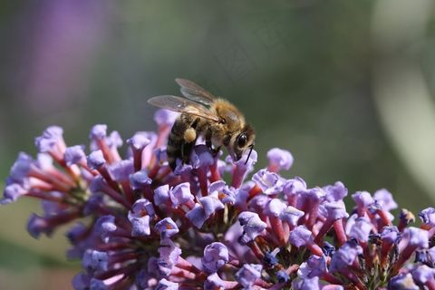 蜜蜂,开花,花,关闭,昆虫,宏 蜜蜂,开花,花,关闭,昆虫,宏