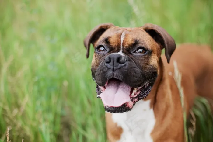 斗牛犬，狗，动物，宠物，犬，纯种，朋友