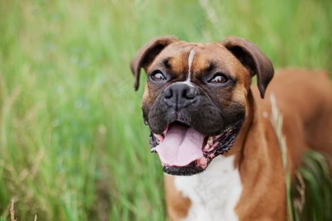 斗牛犬,狗,动物,宠物,犬,纯种,朋友 斗牛犬,狗,动物,宠物,犬,纯种,朋友