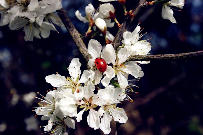 瓢虫，昆虫，甲虫，点，Schlehendorn，鲜花
