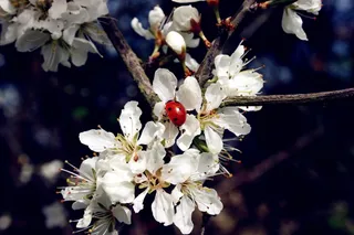 瓢虫，昆虫，甲虫，点，Schlehendorn，鲜花