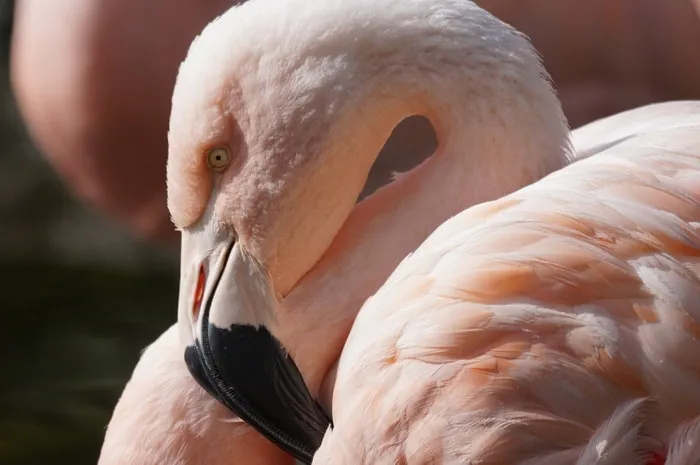 火烈鸟，鸟，关闭