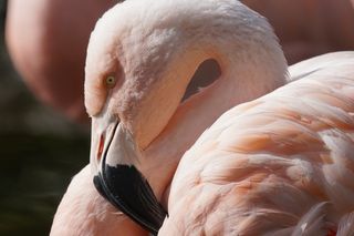 火烈鸟，鸟，关闭