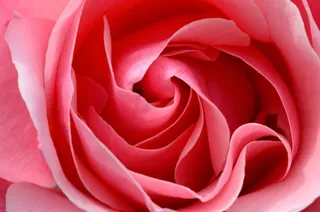 玫瑰，粉红色，花瓣，花，玫瑰绽放，关闭，宏