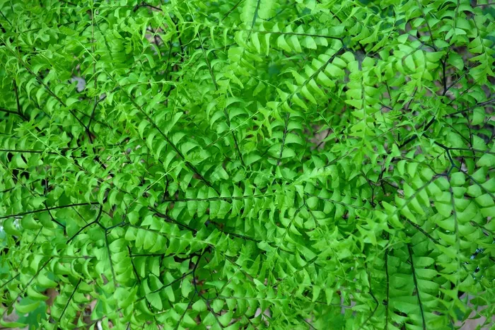 铁线蕨，北部的Maidenhair蕨