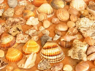 贝壳，海滩，集合，海洋生物，坚硬