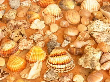 贝壳,海滩,集合,海洋生物,坚硬 贝壳,海滩,集合,海洋生物,坚硬