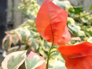 橙色，花瓣，鲜花，盛开，红色，盛开