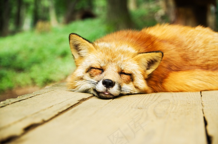 动物，狐狸，可爱，睡眠，睡眠，睡眠剥夺