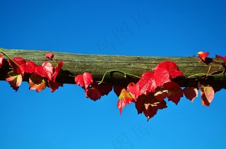 藤，葡萄酒合作伙伴，天空，蓝天，秋季，叶子，枝杈