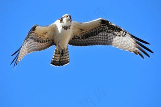 鸟，鱼鹰，飞行，野生动物，自然，猛禽，天空