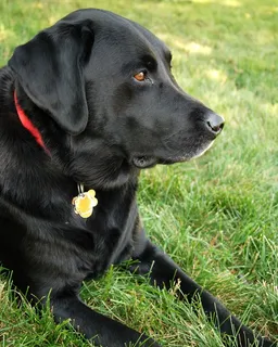 狗,拉布拉多犬,黑色实验室,拉布拉多犬,猎犬 狗,拉布拉多犬,黑色实验室,拉布拉多犬,猎犬