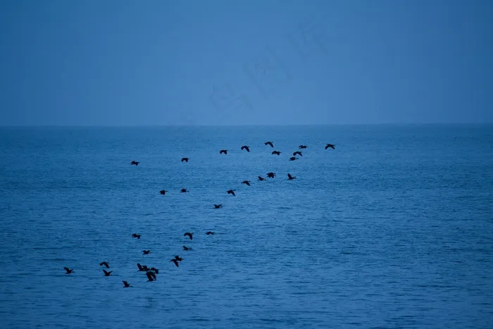 鸟，群，飞行，在，水，蓝色，天空，海洋