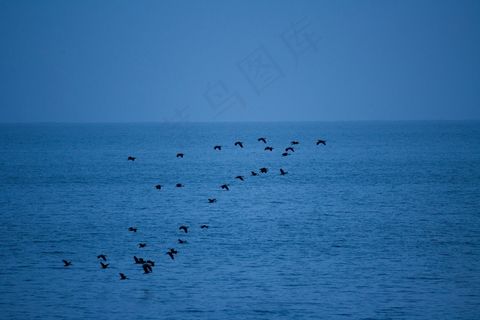 鸟，群，飞行，在，水，蓝色，天空，海洋