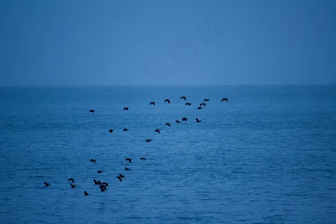 鸟，群，飞行，在，水，蓝色，天空，海洋