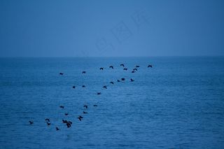 鸟，群，飞行，在，水，蓝色，天空，海洋