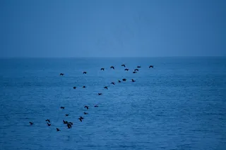 鸟，群，飞行，在，水，蓝色，天空，海洋