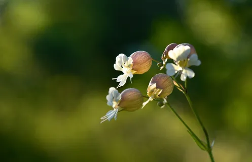 草，花，自然，白，野花，花园