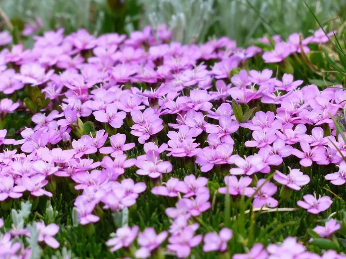 报春Catchfly，开花，盛开，粉红色，鲜花