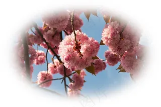 樱花，樱桃，观赏樱桃，春天