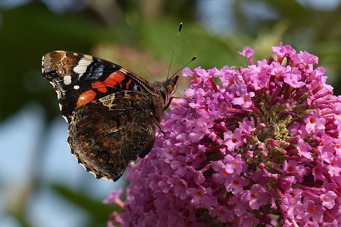 动物，蝴蝶，Buddleja Davidii，花园