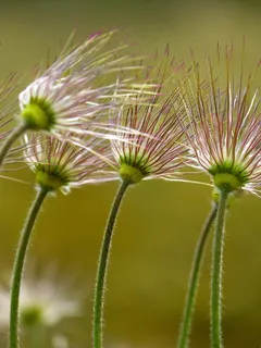 白头翁,褪色,白头翁,白头翁,春天 白头翁,褪色,白头翁,白头翁,春天