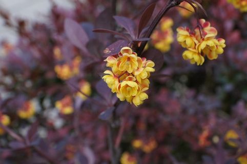 伏牛花,小ber Ottawensis,开花,盛开,关闭 伏牛花,小ber Ottawensis,开花,盛开,关闭