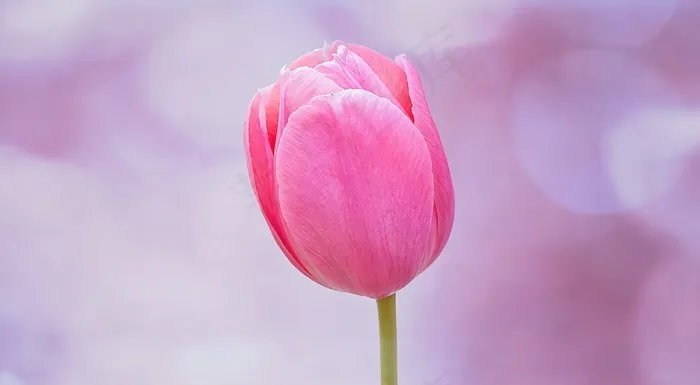 花，郁金香，开花，盛开，粉红色，Schnittblume