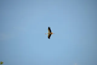 鹳，鸟，动物，拨浪鼓鹳，自然，白鹳