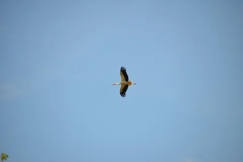 鹳,鸟,动物,拨浪鼓鹳,自然,白鹳 鹳,鸟,动物,拨浪鼓鹳,自然,白鹳