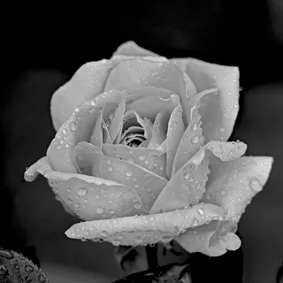 玫瑰,花的,花,雨,新鲜,滴,滴灌 玫瑰,花的,花,雨,新鲜,滴,滴灌