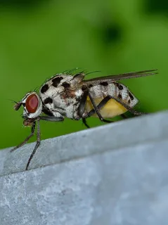 昆虫,双翅类,莫斯科 昆虫,双翅类,莫斯科