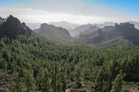 森林,加那利群岛,大加那利岛,山 森林,加那利群岛,大加那利岛,山