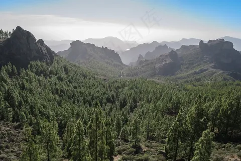 森林,加那利群岛,大加那利岛,山 森林,加那利群岛,大加那利岛,山
