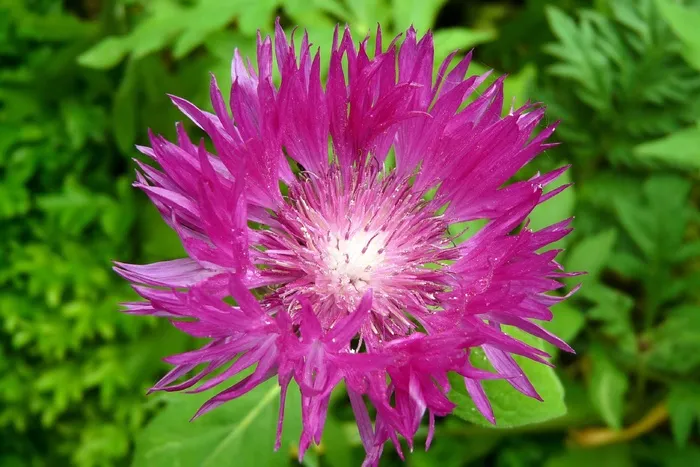 矢车菊，紫，花，开花，关闭，关闭
