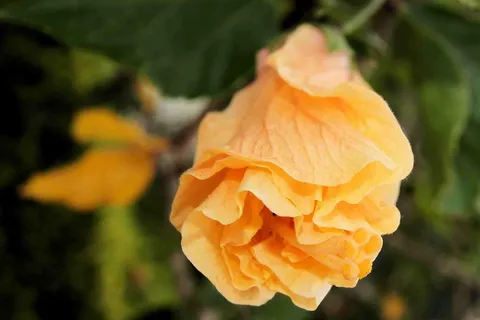 芙蓉花,花,花园,花的,热带,自然 芙蓉花,花,花园,花的,热带,自然