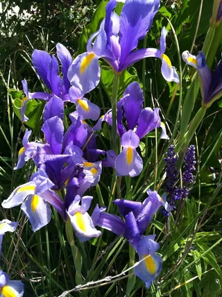 鸢尾花，无胡子鸢尾花，蓝色鸢尾花，花香，无胡子