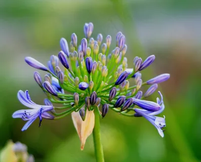 爱情花,花,小花,芽,蓝色,精致,花园 爱情花,花,小花,芽,蓝色,精致,花园