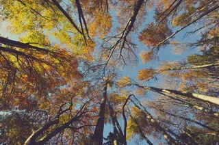 秋，树木，秋天，叶子，蓝色，天空