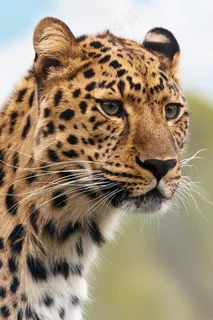 猎豹,豹,动物,大,肉食动物,猫 猎豹,豹,动物,大,肉食动物,猫