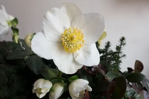 圣诞玫瑰,花,白,Winterblueher,开花 圣诞玫瑰,花,白,Winterblueher,开花