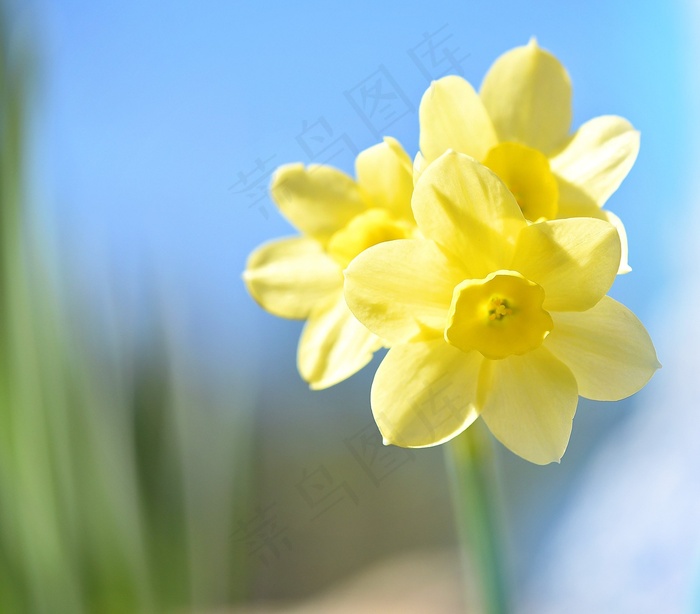 水仙，花，黄色，黄色花，春天的花朵